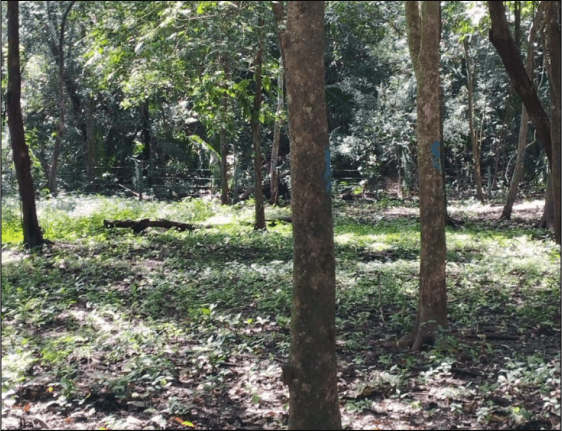tropical-rain-forest-san-juan 3 (1)